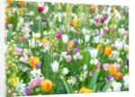 Colorful Tulip flowers by Assaf Frank